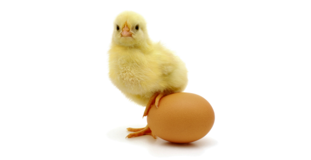Proceso pasteurizacion huevo
