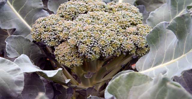 Nueva variedad brocoli