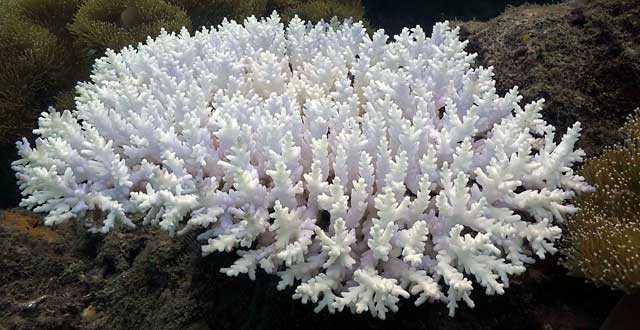 Coral contaminacion metales